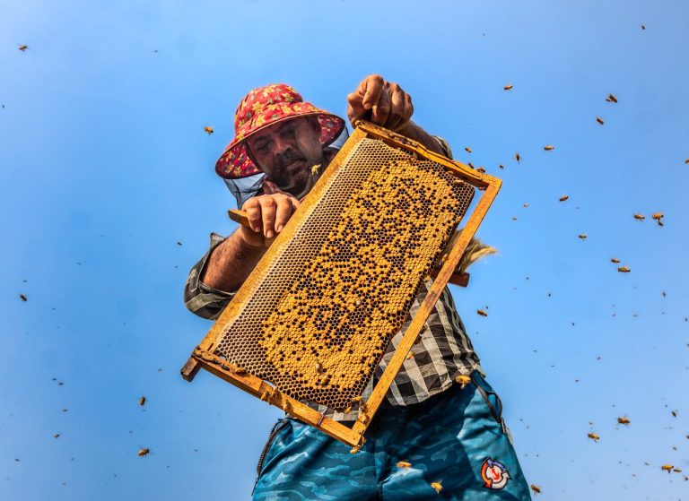 Safest Time of Day to Harvest Honey from Beehives in Nigeria