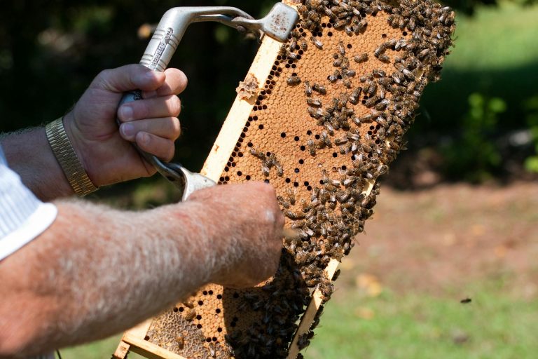 Honey Processing Equipment Costs in Lagos: Smart Investment for Nigerian Beekeepers