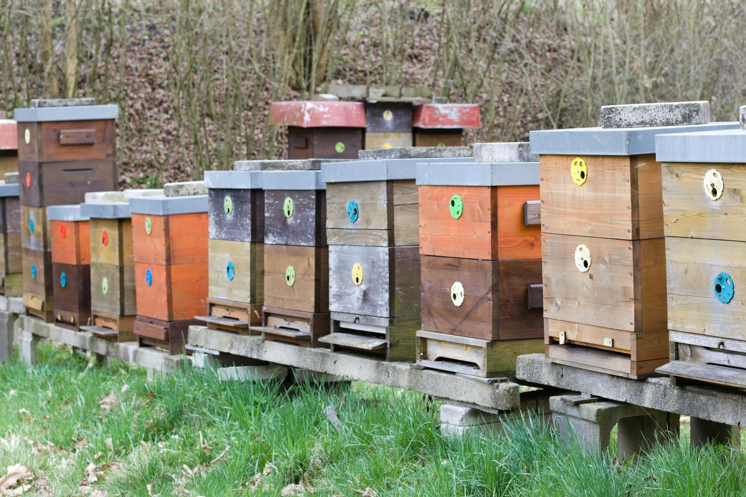 Row of colorful wooden beehives in spring orchard, ideal for beekeeping themes.